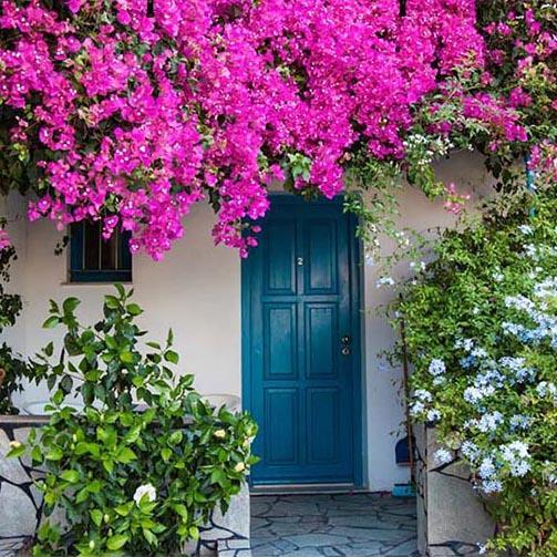 Blue Door Backdrops Pink Flowers Photography Backdrop G-233