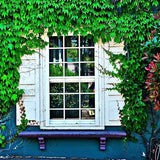 White Window Green Leaves Backdrops for Photo Shoot G-668
