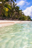 Coconut Tree Beach Ocean Summer Backdrop for Photos J03735