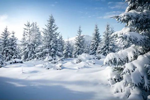 Winter Snow Spruce Tree Frosty Landscape Photography Backdrop