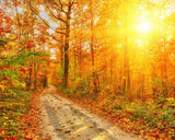Autumn Yellow Fallen Leaves Sunshine Nature Forest Photography Backdrop MR-2246