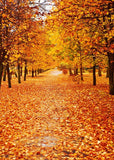 Autumn Scenery Golden Maple Leaves Road Photo Shoot Backdrop