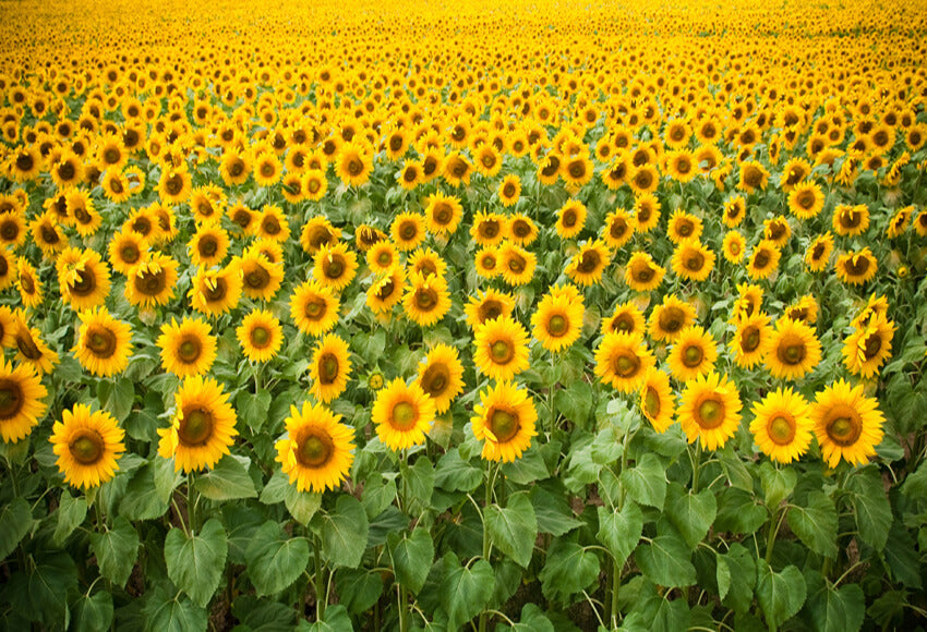 Summer Sunflower Photography Backdrop 