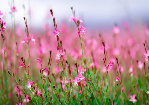 Beautiful Small Pink Flowers Studio Photograpphy Backdrop