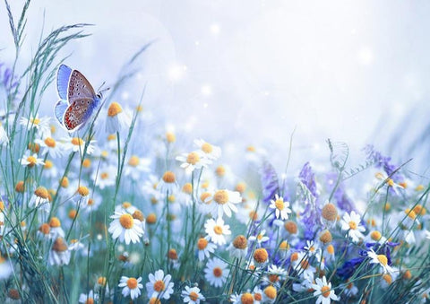 Beautiful Wild Flowers Daisies Butterfly Spring Photography Backdrop