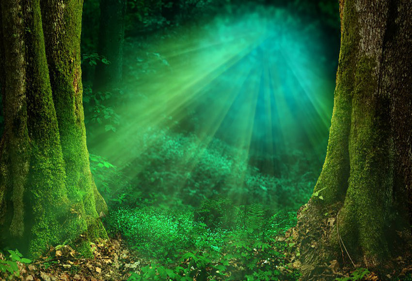 Magical Forest Fairy Tale Landscape  Backdrop