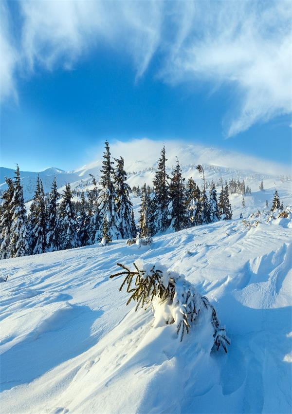 Winter Forest Mountain Landscape Backdrop SH664