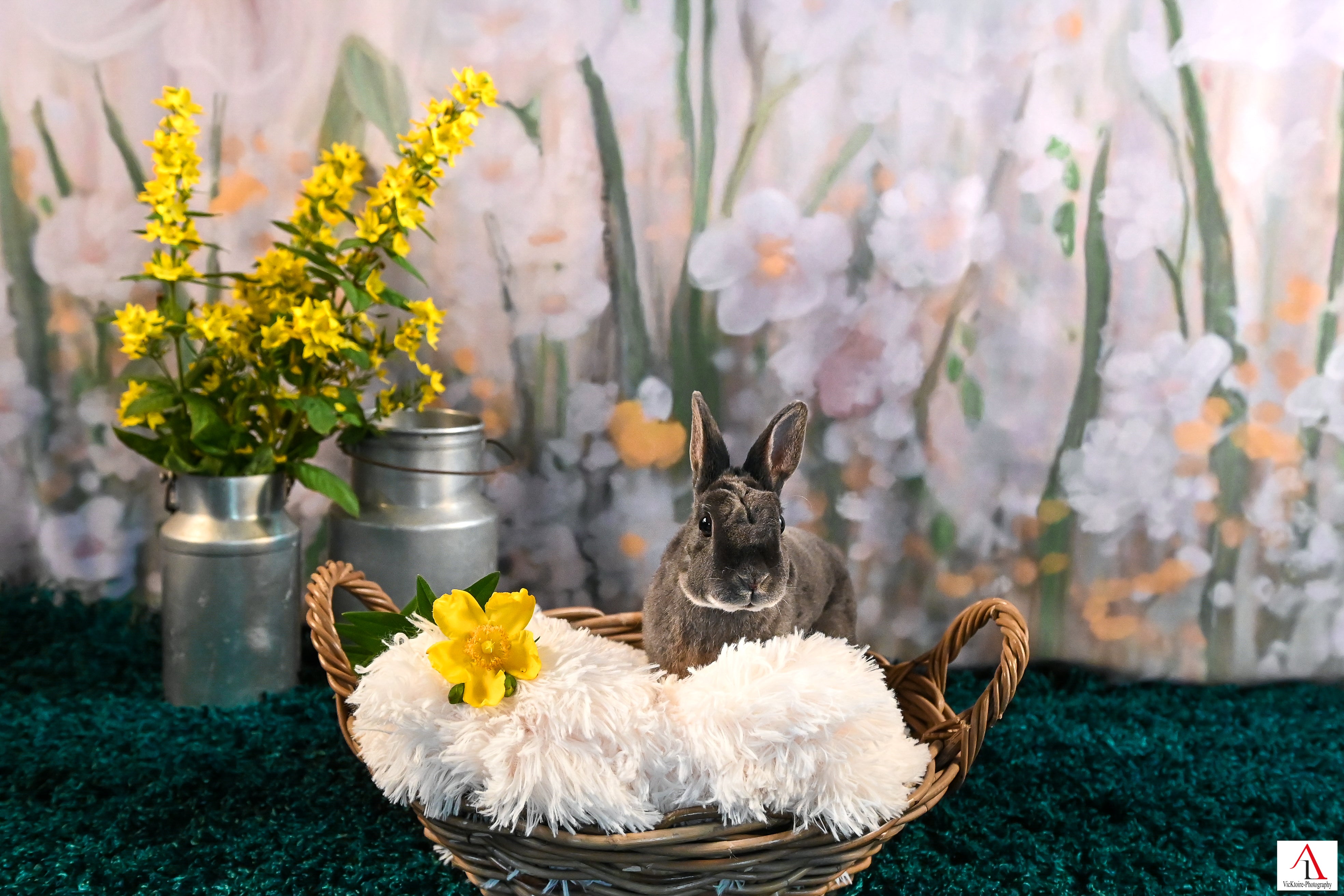 Gänseblümchen Ölgemälde Hintergrund Eleganter Blumen Hintergrund für Fotografie ZH-279