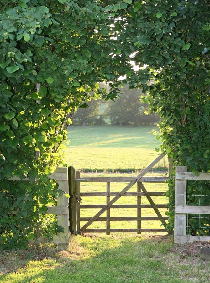 Outdoor Garden Green Plants Arch Wooden Fence Photo Backdrop KAT-122