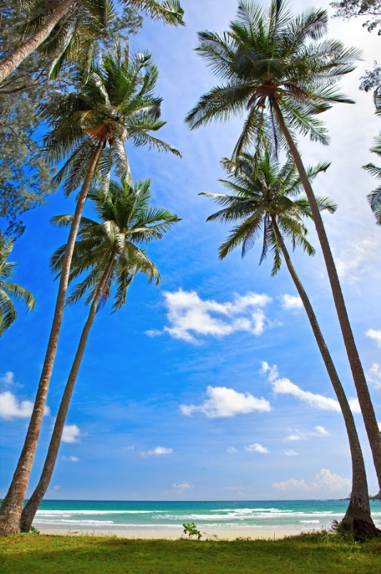 Coconut trees under blue sky and white clouds on the beach by the sea Photo Backdrop KAT-64