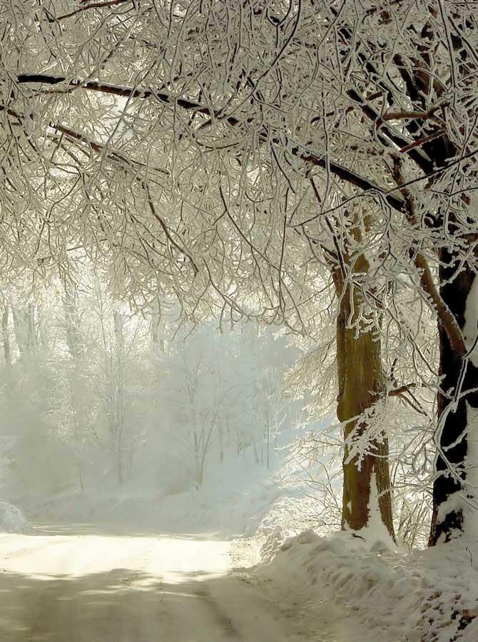 Christmas White Snow Tree Photography Backdrop KAT-87