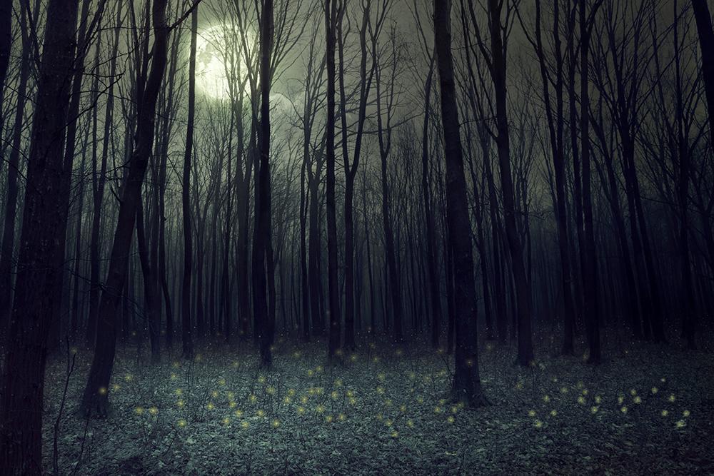 Halloween-Hintergründe Festival-Hintergründe Mattes weißes Mondlicht-dunkler Wald-Hintergrund DBD-H19022