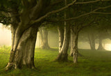 Beautiful Forest Wrapped in Mist Backdrop for Photo Booth
