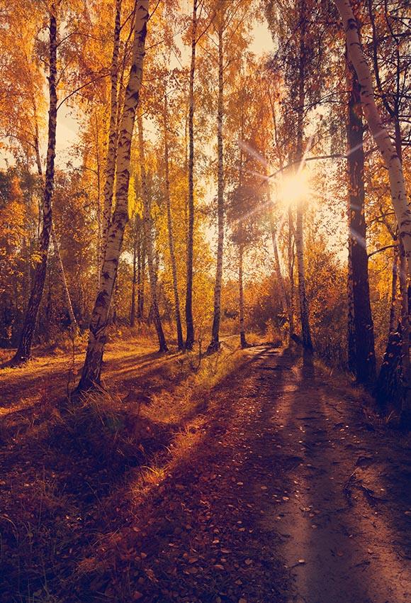 Autumn Forest Sunshine Yelllow Leaves Backdrop for Photography LV-800