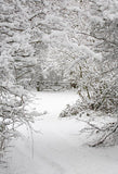 Winter Schneewald Hintergrund für Fotografie LV-894